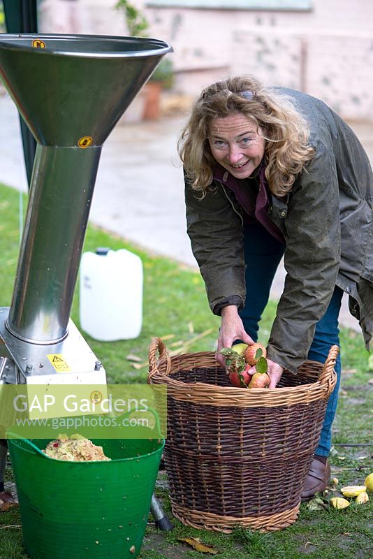 Apples in a basket about to be put in a grinder before being put in an apple press. Making apple juice with an apple press