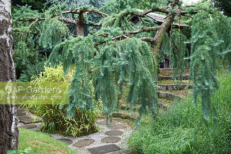 Larix kaempferi - Japanese larch at Pure Land Japanese Meditation Garden in June. 