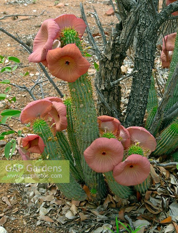 Hoodia gordonii - Bushman's hat growing wild in Namibia.