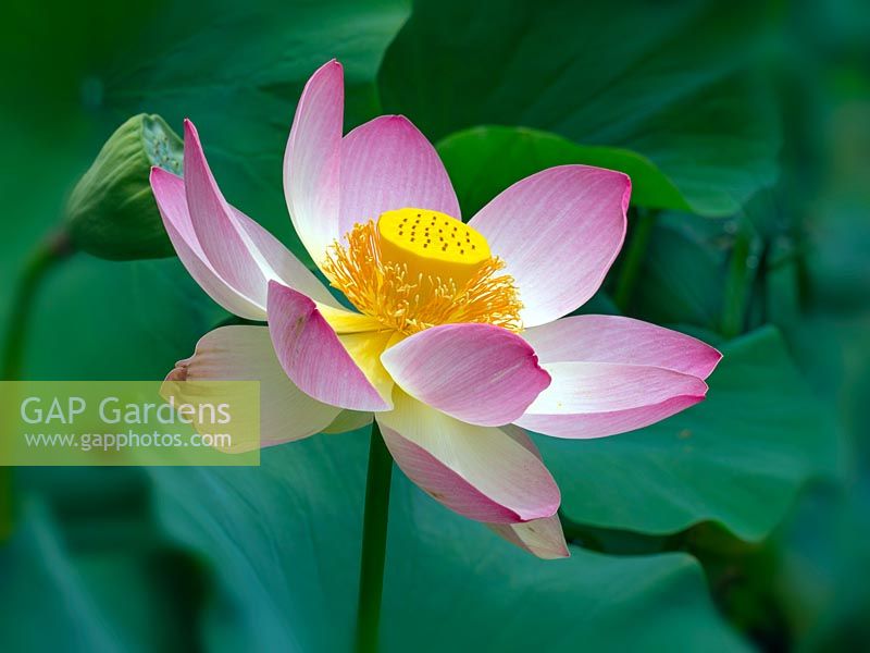 Nelumbo nucifera - Lotus flower - Melbourne Botanic garden, Australia.
