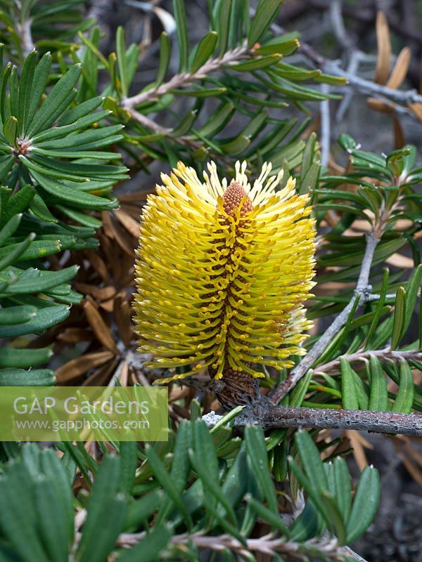 Banksia marginata - Silver banksia