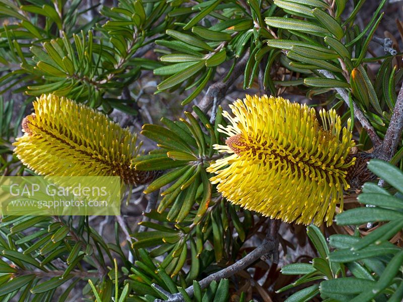 Banksia marginata - Silver banksia