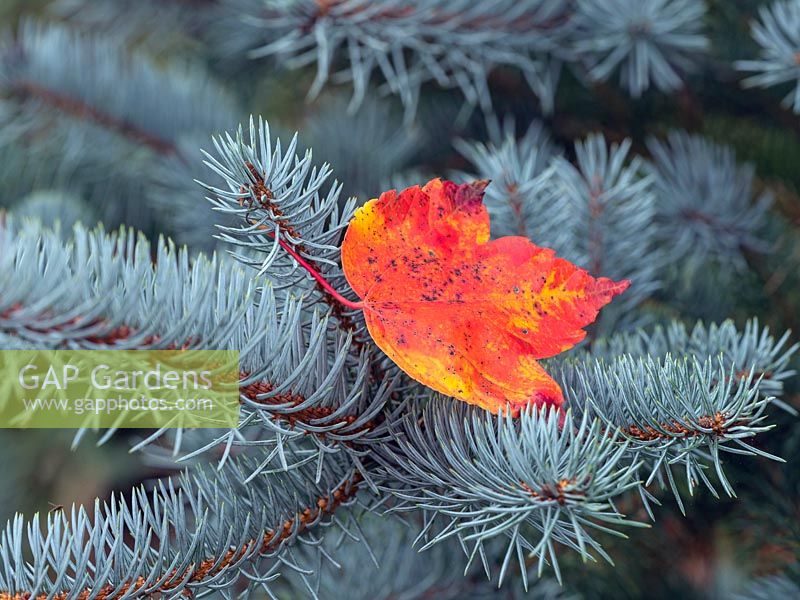 Abies lasiocarpa 'Compacta' and fallen leaves of Acer rubrum 'October glory'