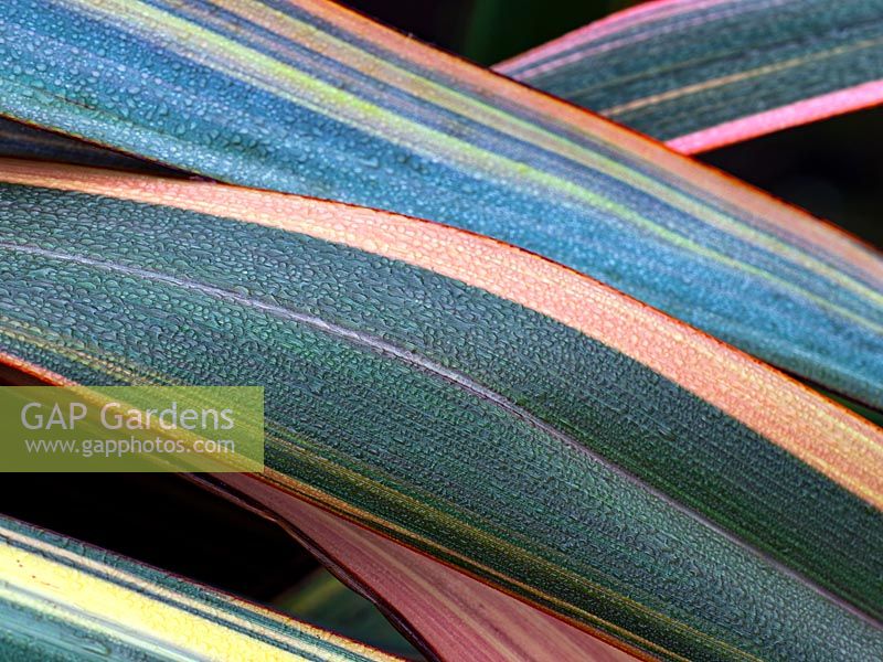 Phormium 'Duet' - New Zealand Flax