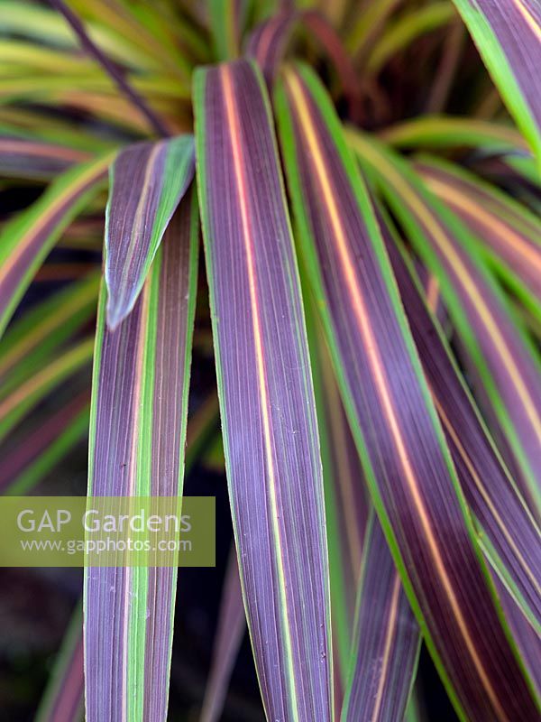 Phormium 'Sundowner'