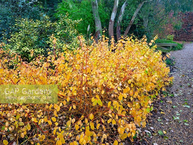 Gorse and Ulex europaeus