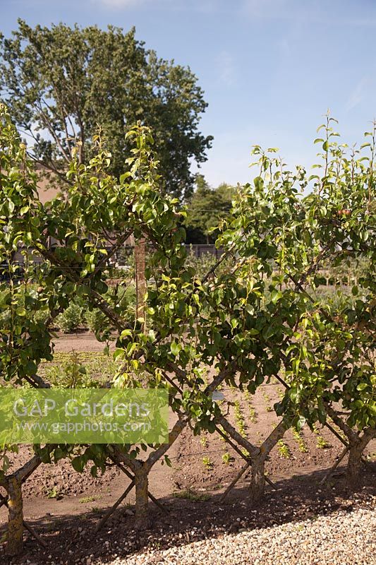 Free-standing Belgian fence espalier used as garden divider with Pyrus communis 'Conference' - Holland