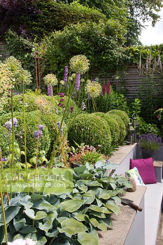 Clipped box balls and Hosta 'Halcyon' with Allium seedheads and seating in wall beyond, Cheshire