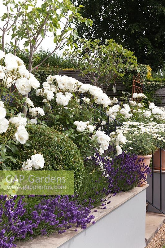 Rosa 'Iceberg' and Lavandula 'Hidcote' in raised bed with grey painted retaining wall under fig trees