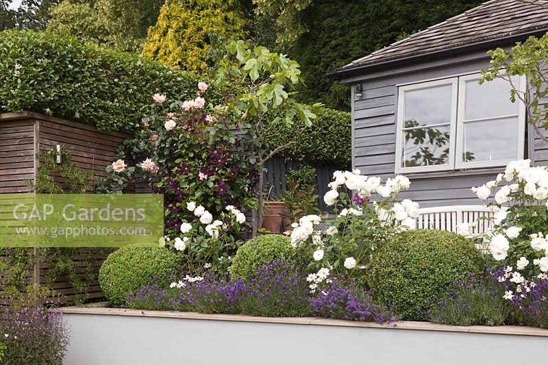 Rosa 'Iceberg', Rosa 'Agatha Christie' and Lavandula 'Hidcote' in raised beds with Clematis 'Romantika' and grey summerhouse behind 