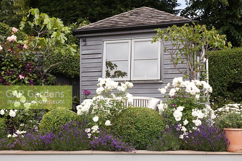 Rosa 'Iceberg' and lavender in raised beds with Clematis 'Romantika' and grey summerhouse behind