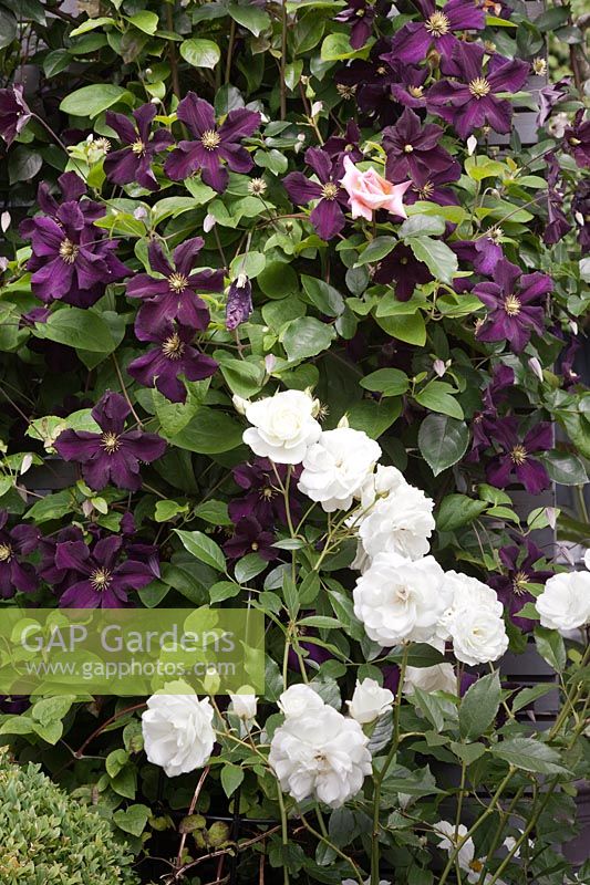 Rosa 'Iceberg' growing with Clematis 'Romantika'
