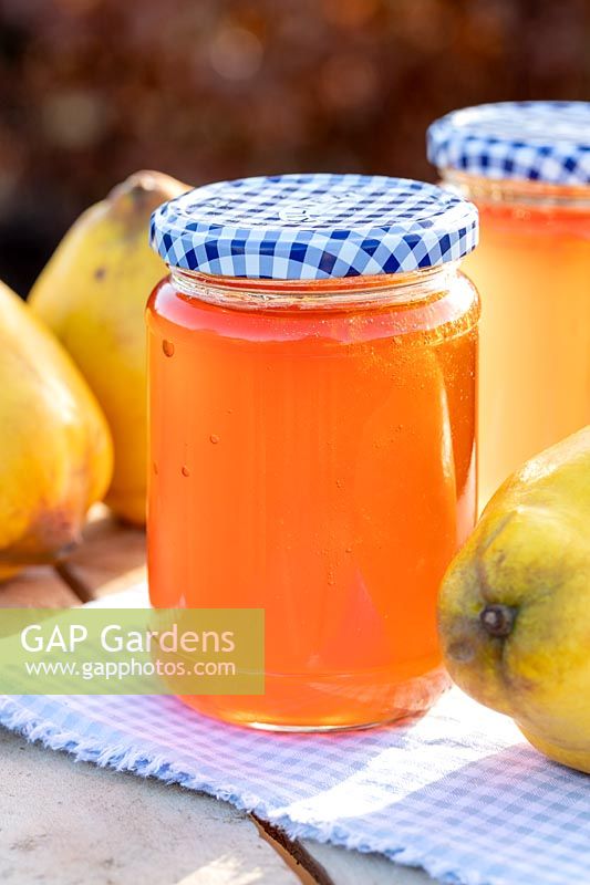 Quince Jelly in jars on table top with quince fruits blue gingham lids and table cloth