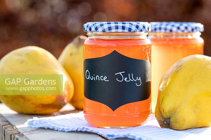 Quince Jelly in jars on table top, with quince fruits, blue gingham lids and table cloth