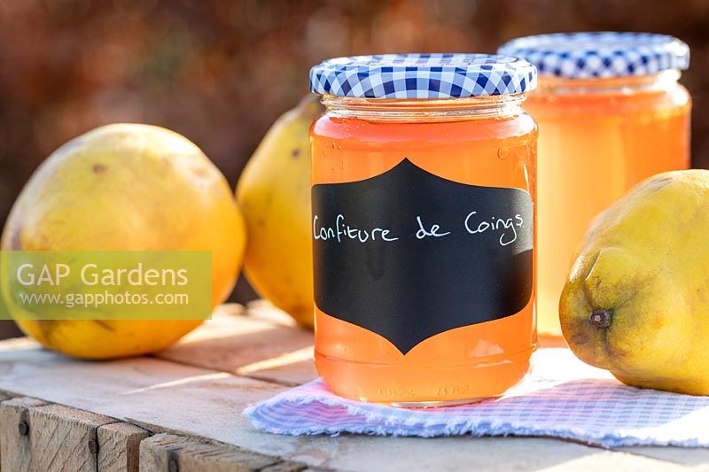 Confiture de Coings - Quince Jelly in jars on table top, with quince fruits, blue gingham lids and table cloth