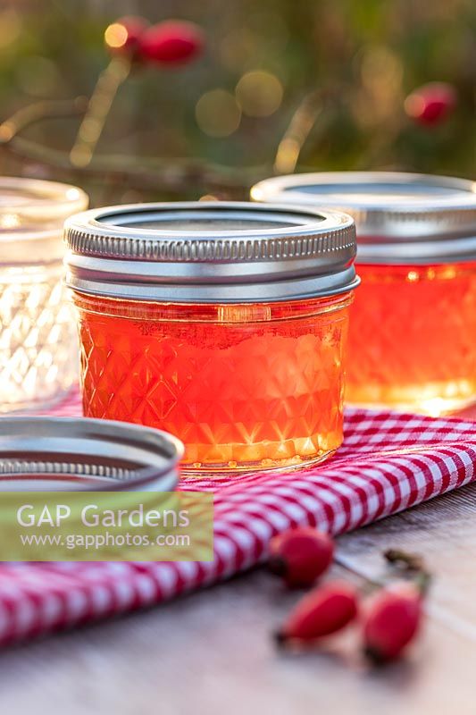 Rosehip Jelly in glass jars on table top, with gingham table cloth and rose hips. 