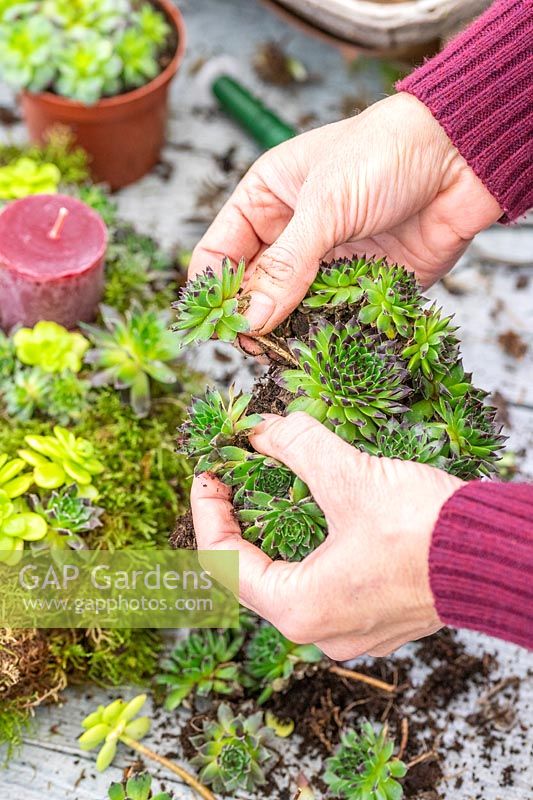 Woman separating Sempervivum into individual rosettes for attaching to the wreath. 
