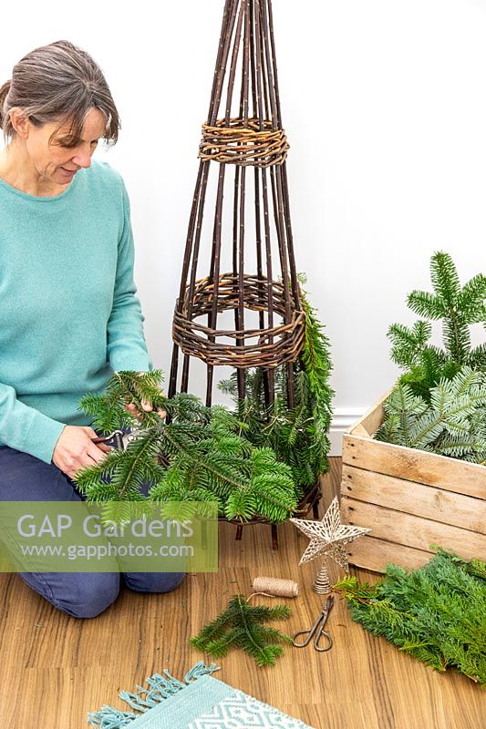 Woman using garden secateurs to cut pine - abies foliage off larger stems