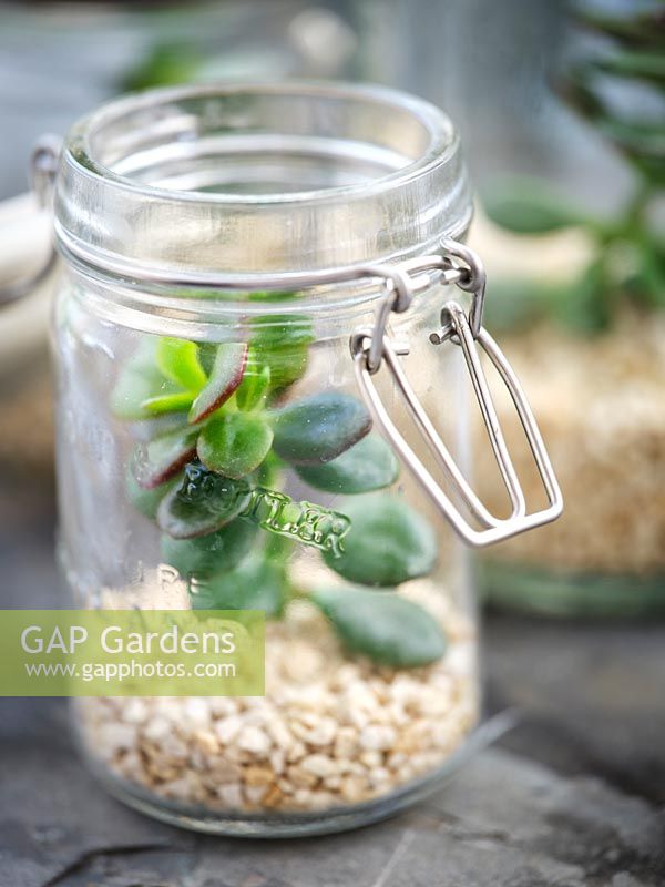 Using recycled glass jars as a terrarium with gravel and Crassula argentea - Money Tree - plant