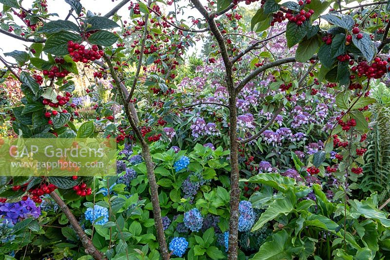 Small Cotoneaster with red berries shading Hydrangeas