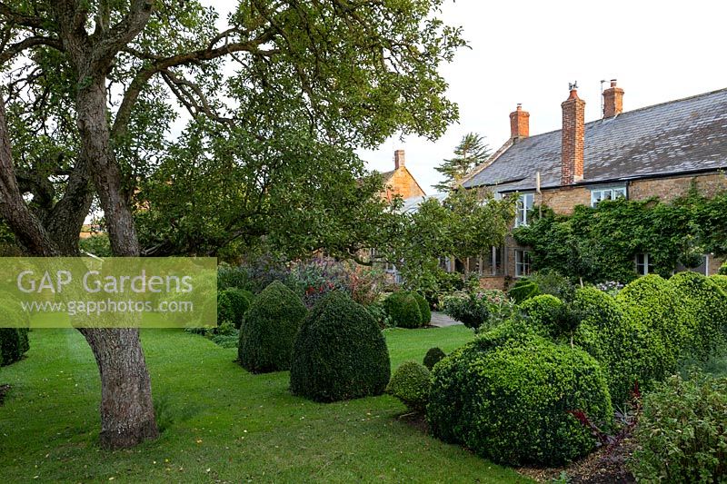 Box topiary in garden at Yews Farm, Martock, Somerset