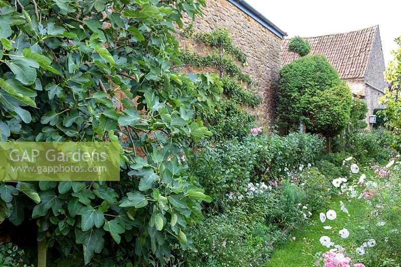 Espalliered fruit trees, pear, fig, growing against warm wall