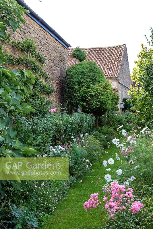 Espalliered fruit trees, pear, fig, growing against warm wall