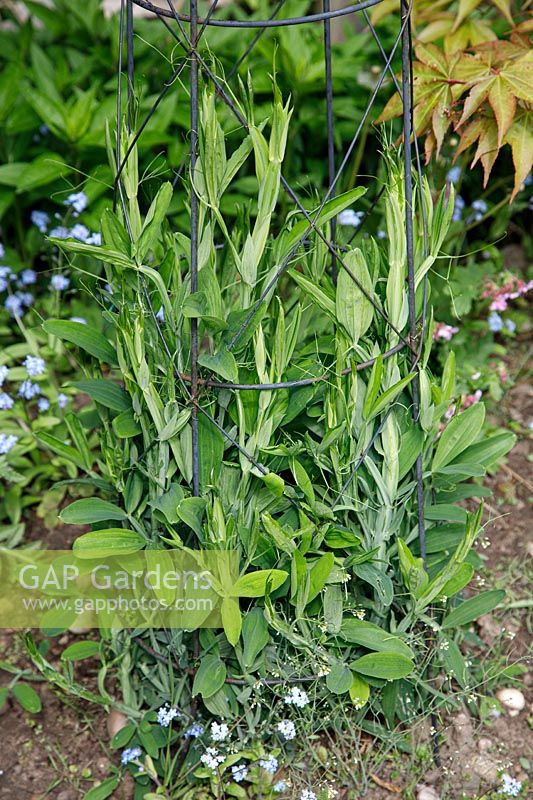 Lathyrus latifolius - 'Sweet Pea'