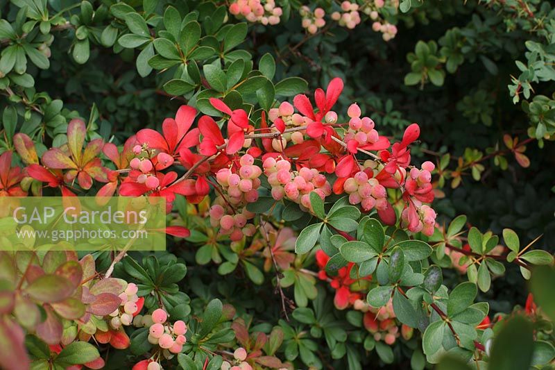 Berberis wilsoniae