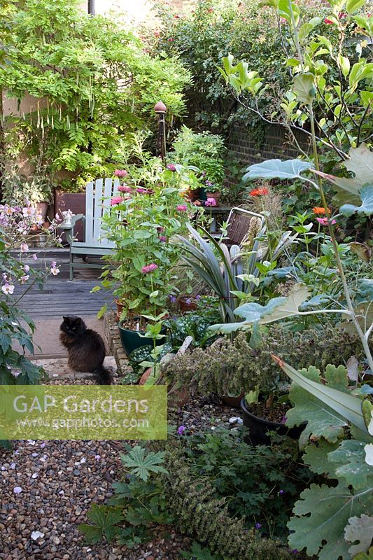 Small garden with diverse planting, gravel and pet cat 