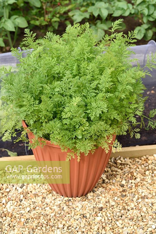 Daucus carota 'Chantenay Red Cored' - Carrot - growing in plastic tub  