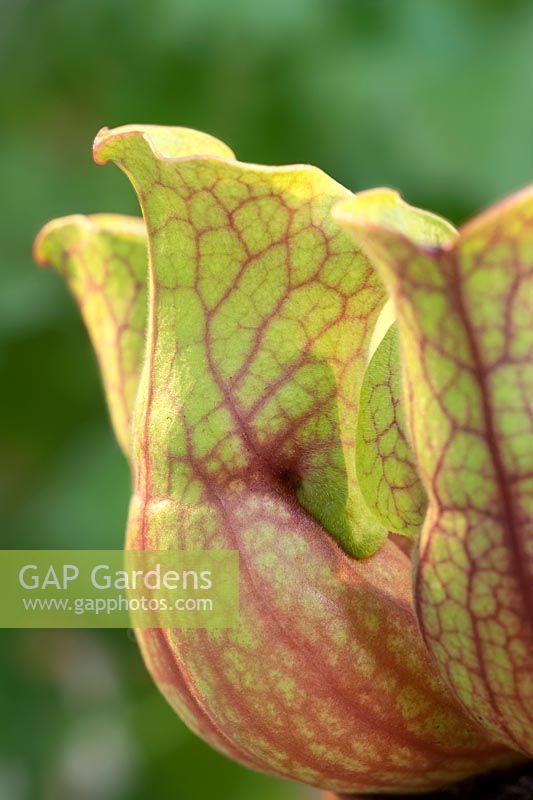 Sarracenia purpurea - Common Pitcher