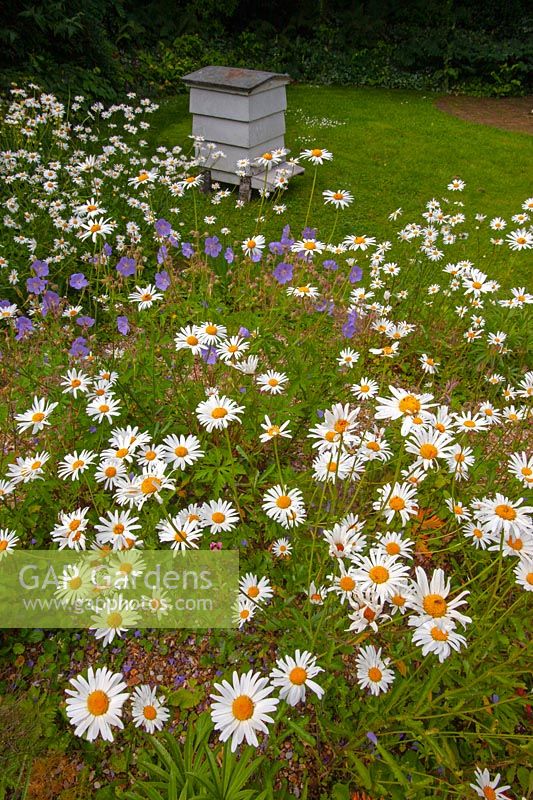 Leucanthemum - Ox-eye daisies growing in long grass infront of old beehive and hedge  in  Norfolk garden June.