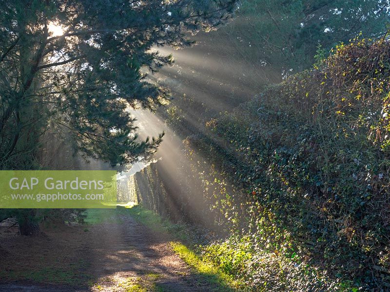 View along path on a cold and frosty morning at East Ruston Old Vicarage Gardens, Norfolk