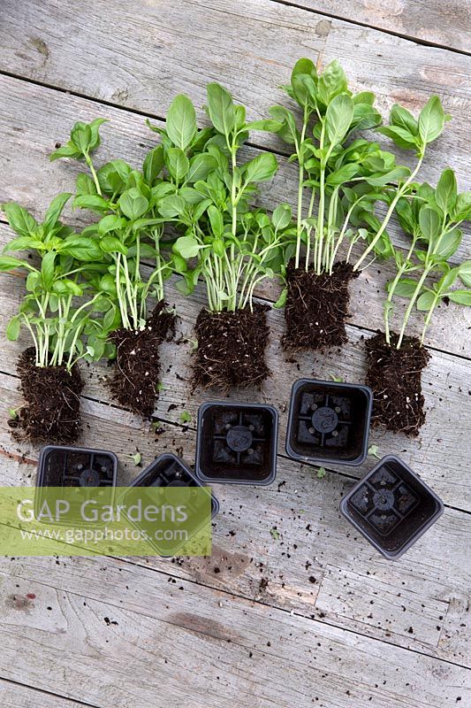 Making basil plants from supermarket plant - Ocimum basilicum