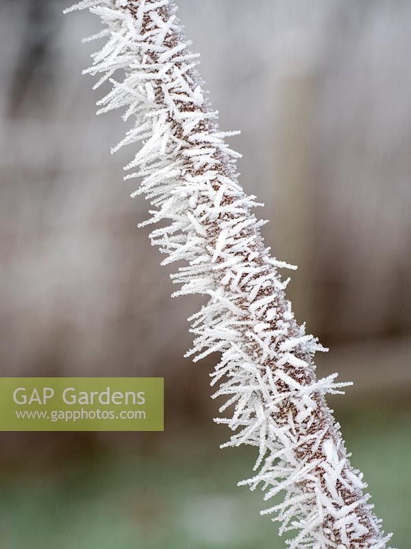 Frosted red current stem