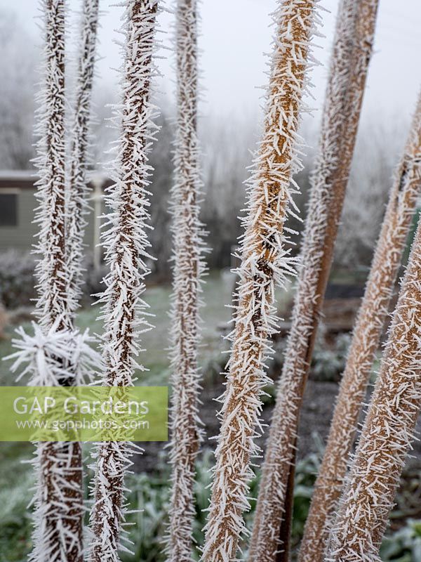 Frosted red current stem