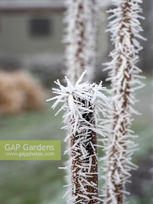 Frosted red current stem