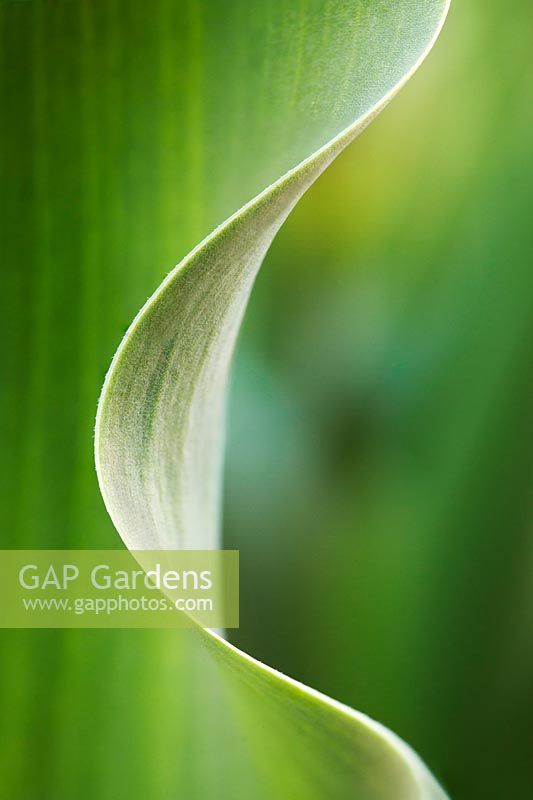 Gardening Alphabet Letter C shown in curl of leaf.