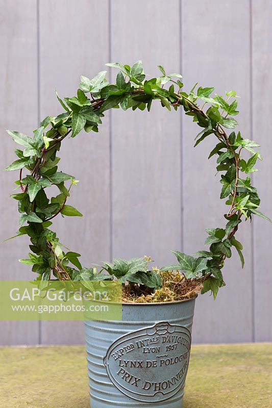 Gardening Alphabet Letter O or o shown in trained ivy frame. 