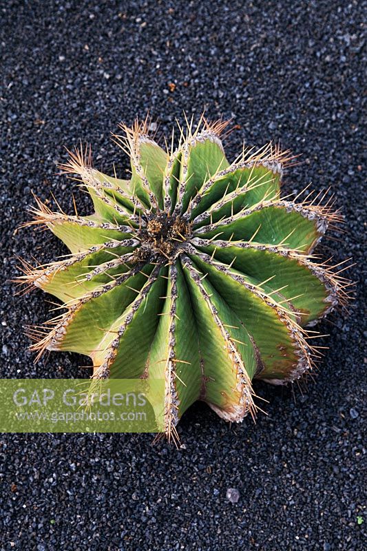 Gardening Alphabet Letter O or o - shaped of round cactus 