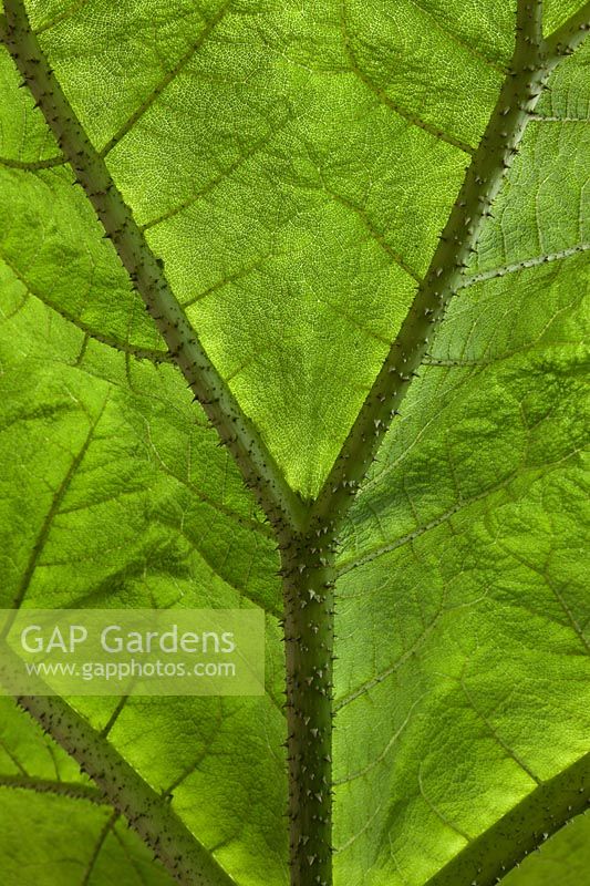Gardening Alphabet Letter Y shown in leaf vein. 