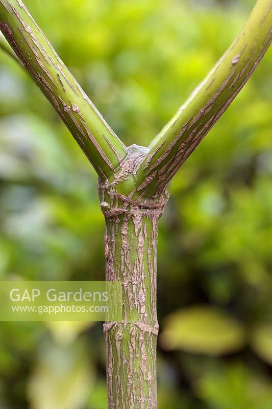 Gardening Alphabet Letter Y. 