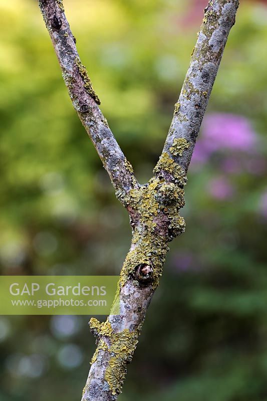 Gardening Alphabet Letter y. 