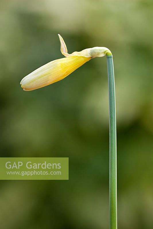 Narcissus - Daffodil showing Gardening Alphabet Number 1. 