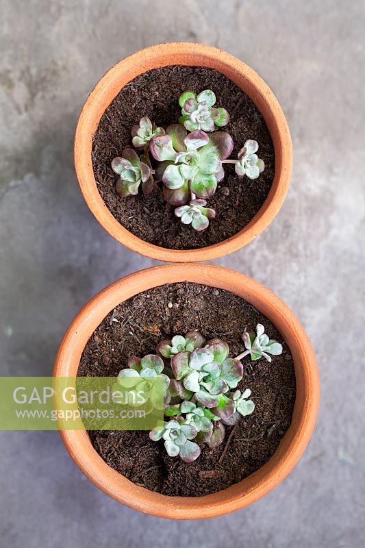 Gardening Alphabet Number 8 shape with two terracotta pots planted with Sedum.