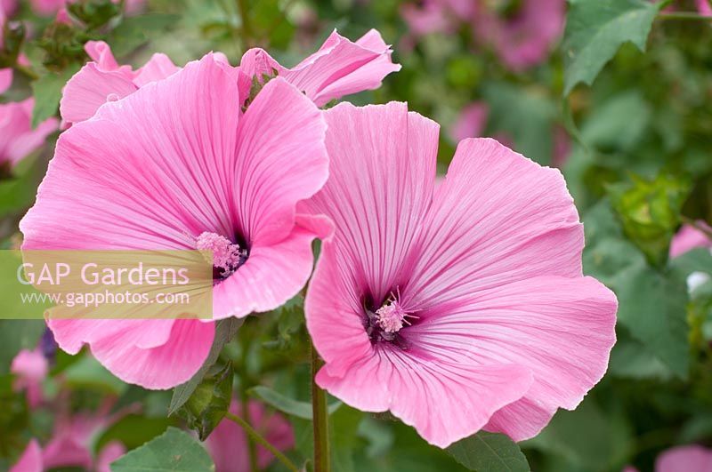 Lavatera spp. - Tree mallow