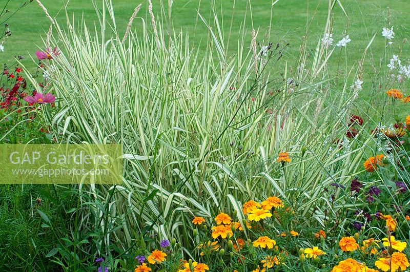 Aster, Carex spp., Cosmos and Tagetes in summer border