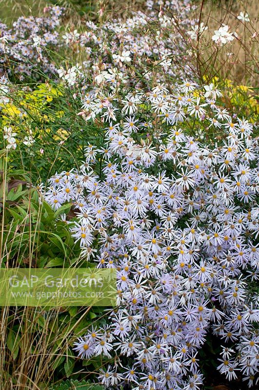 Aster pyrenaeus