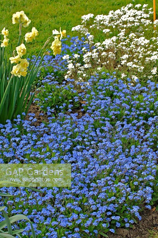 Mysotis alpestris 'Bluesylva'